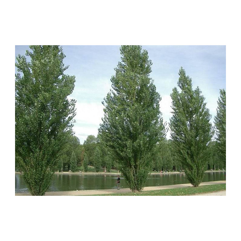  -   - [product_default_category]