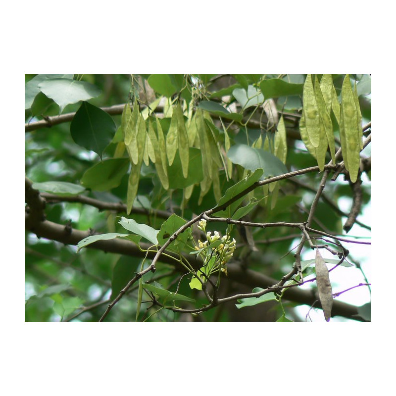 Voici un aperçu des gousses et feuilles d\'un arbre majestueux, rappelant la beauté de la nature. Un vrai trésor vivant.