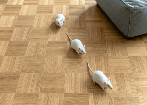 Parquet industriel Chêne Nature - 8 x 23 x 160 mm - motif à damier - Strasbourg