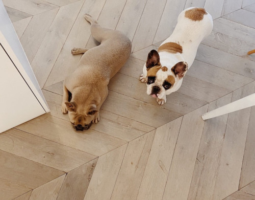 Parquet contrecollé Chêne Arbony Point Hongrie - 15 x 120 x 650 mm - brossé - huilé ou verni