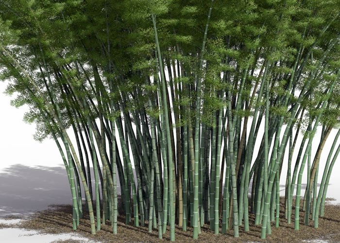 Parquet contrecollé Bambou BambooNoble Moso - 15 x 190 mm - verni - naturel - horizontal - clipsable
