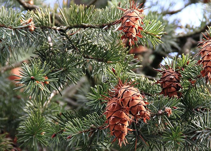 Lames de volets en Pin Red Cedar massif - 20 x 130 mm - Rainures languettes