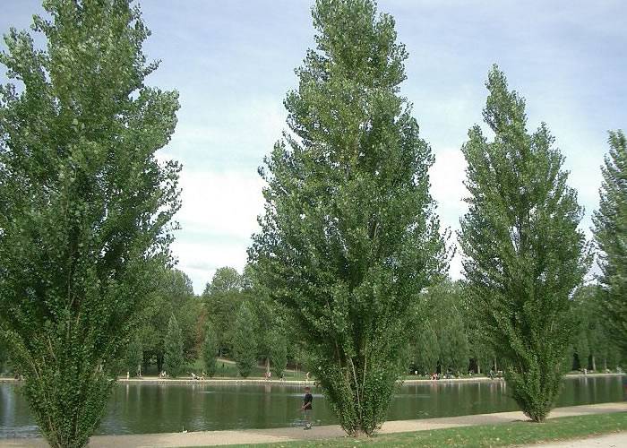 Lambris massif Peuplier Français - 18 x 100 mm - brut - Gap