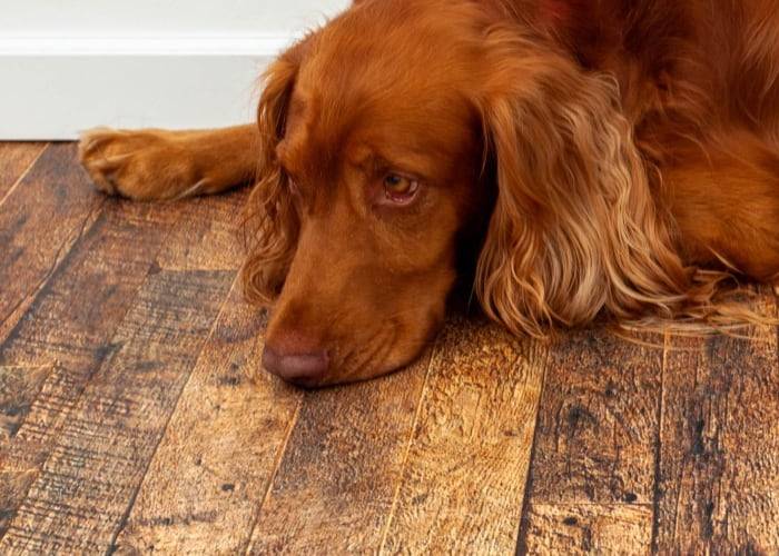 Panneau OSB - 15 x 590 x 2440 mm - HICKORY WOODCHIPP