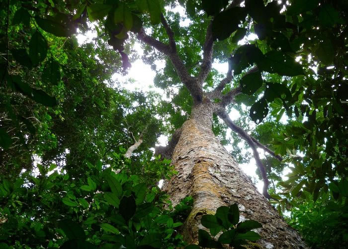 Parquet massif Sapelli - 20 x 100 mm - brut