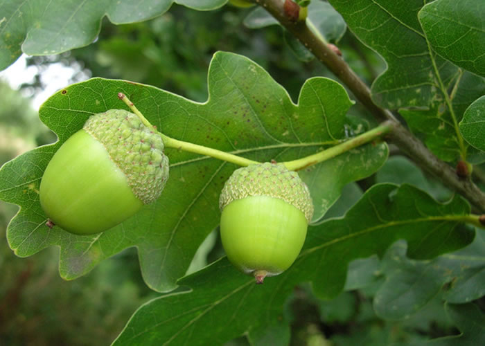 Parquet massif planchette Chêne Premier - 10 x 70 x 600 mm - brut