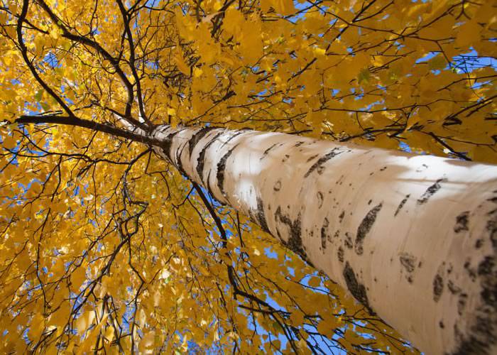  -   - [product_default_category]