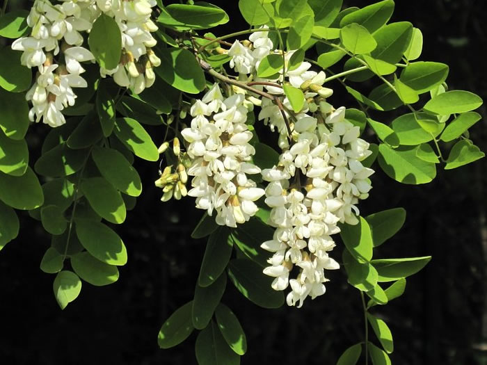 Parquet massif Acacia Robinier Pont de Bateau - 15 x 90 mm - huilé - colis 1,296m2