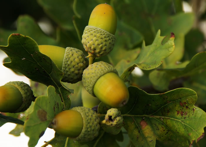 Parquet industriel Chêne - 14 x 22 x 300 mm - motif sur chants - complément de 1,92 m2