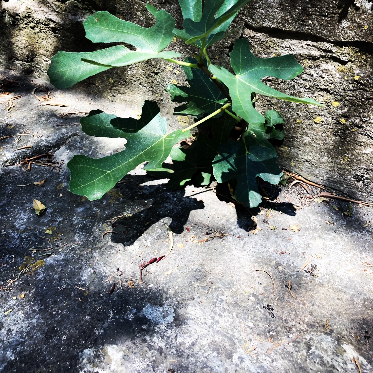 alpilles uzès parquet