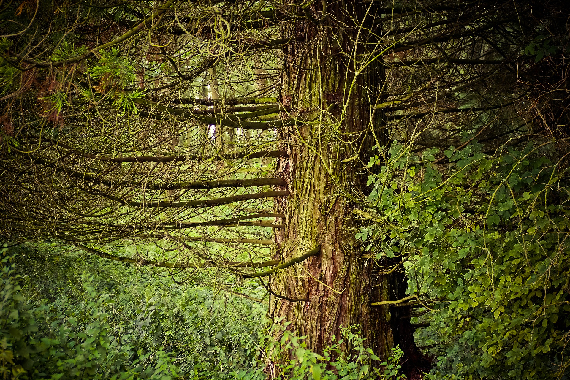 les classes des bois