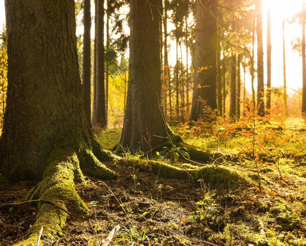 L’exploitation de nos forêts : indispensable pour la biodiversité ? 