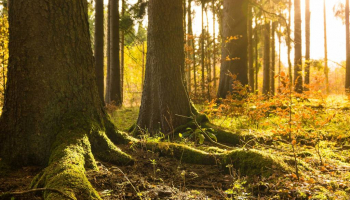 L’exploitation de nos forêts : indispensable pour la biodiversité ? 