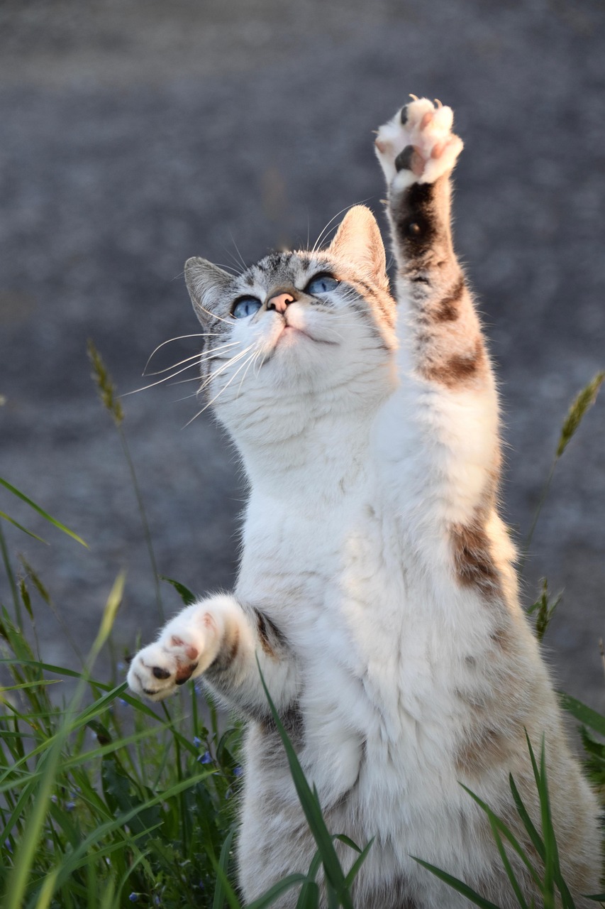 Rayures sur parquet : chat la patte levée, griffes sorties