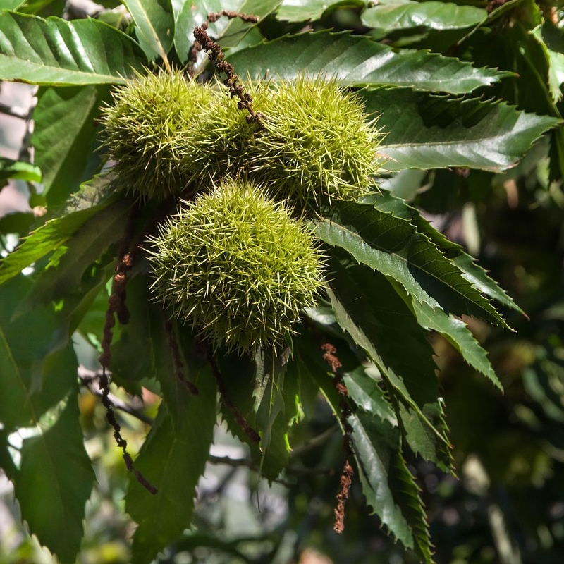 Feuilles et fruits (bogues et châtaignes) du châtaignier, Castanea sativa