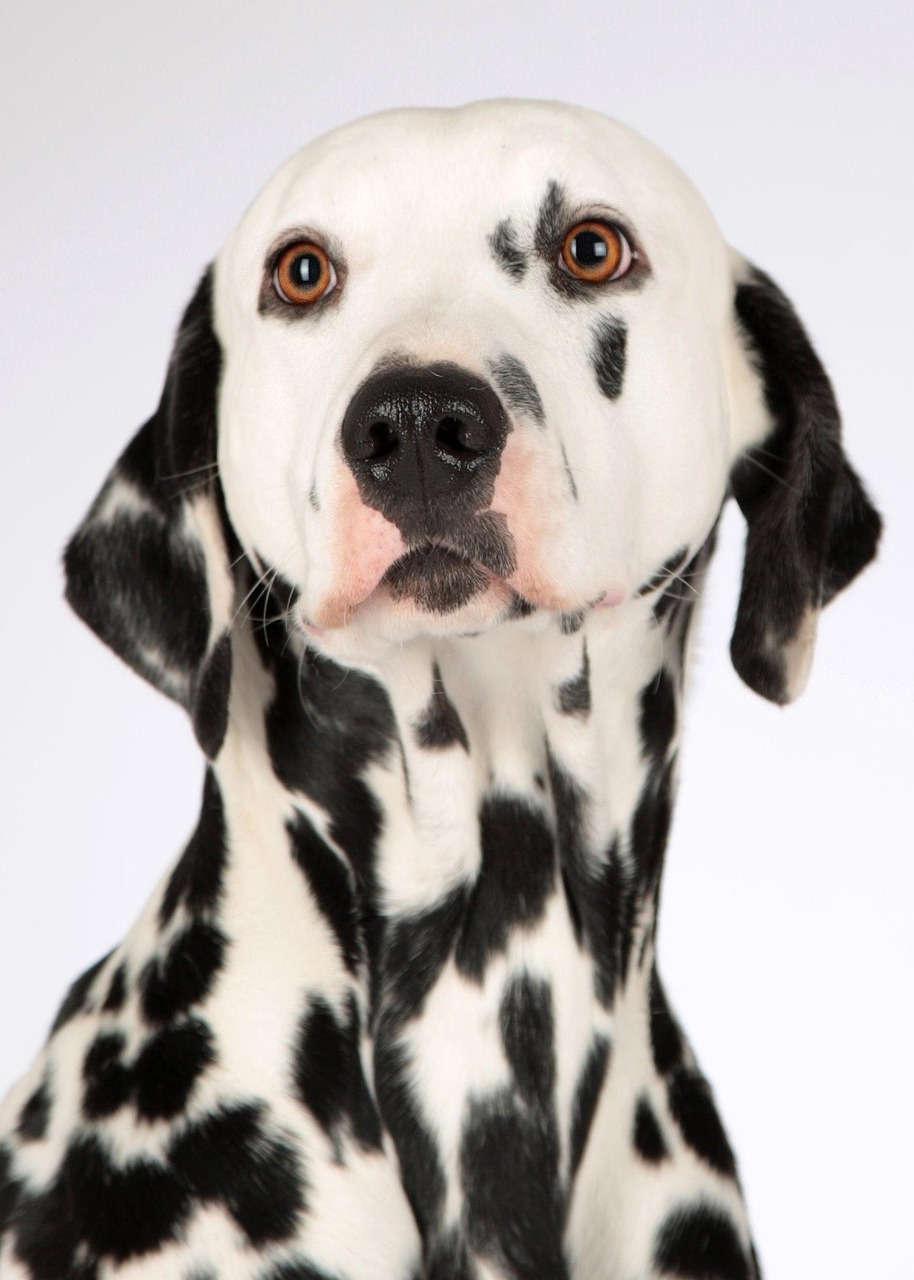 Rayures sur parquet : portrait d’un dalmatien