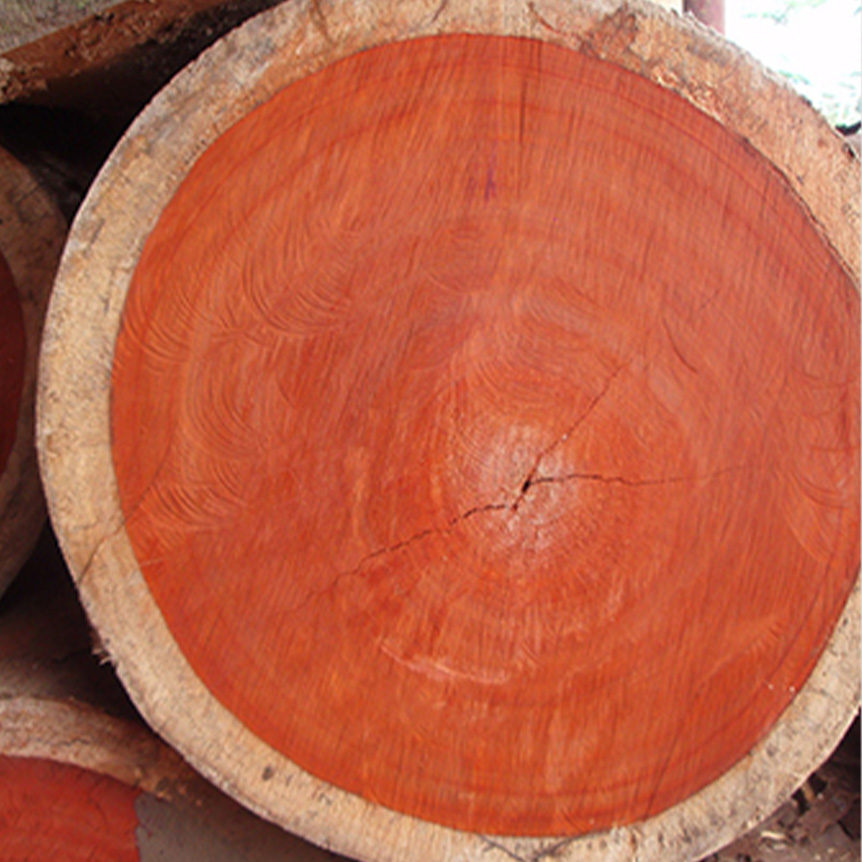 Grume d'Azobé coupée, bois dense rarement séché