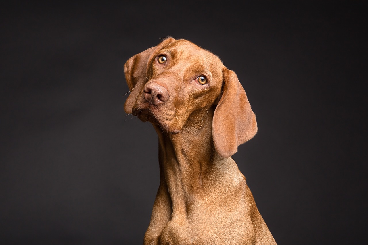 Rayures sur parquet : portrait d’un chien, l’une des premières causes de rayures