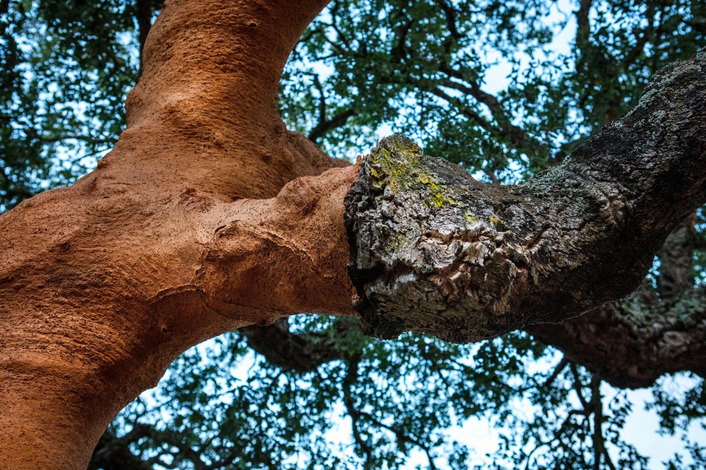 sol en liege naturel Amorim revetement