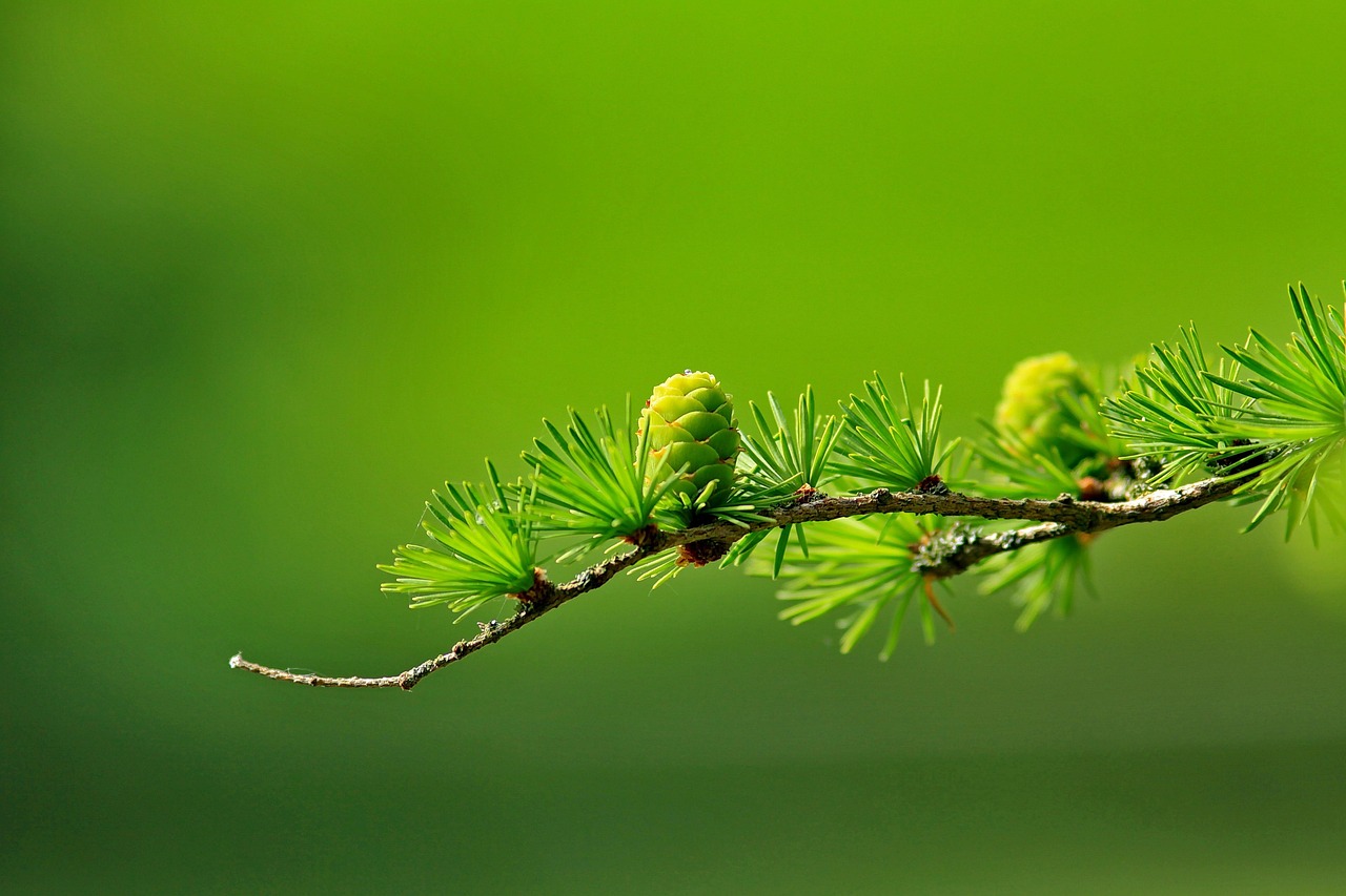 Mélèze en forêt, résineux à aiguilles caduques utilisé en bardage et terrasse