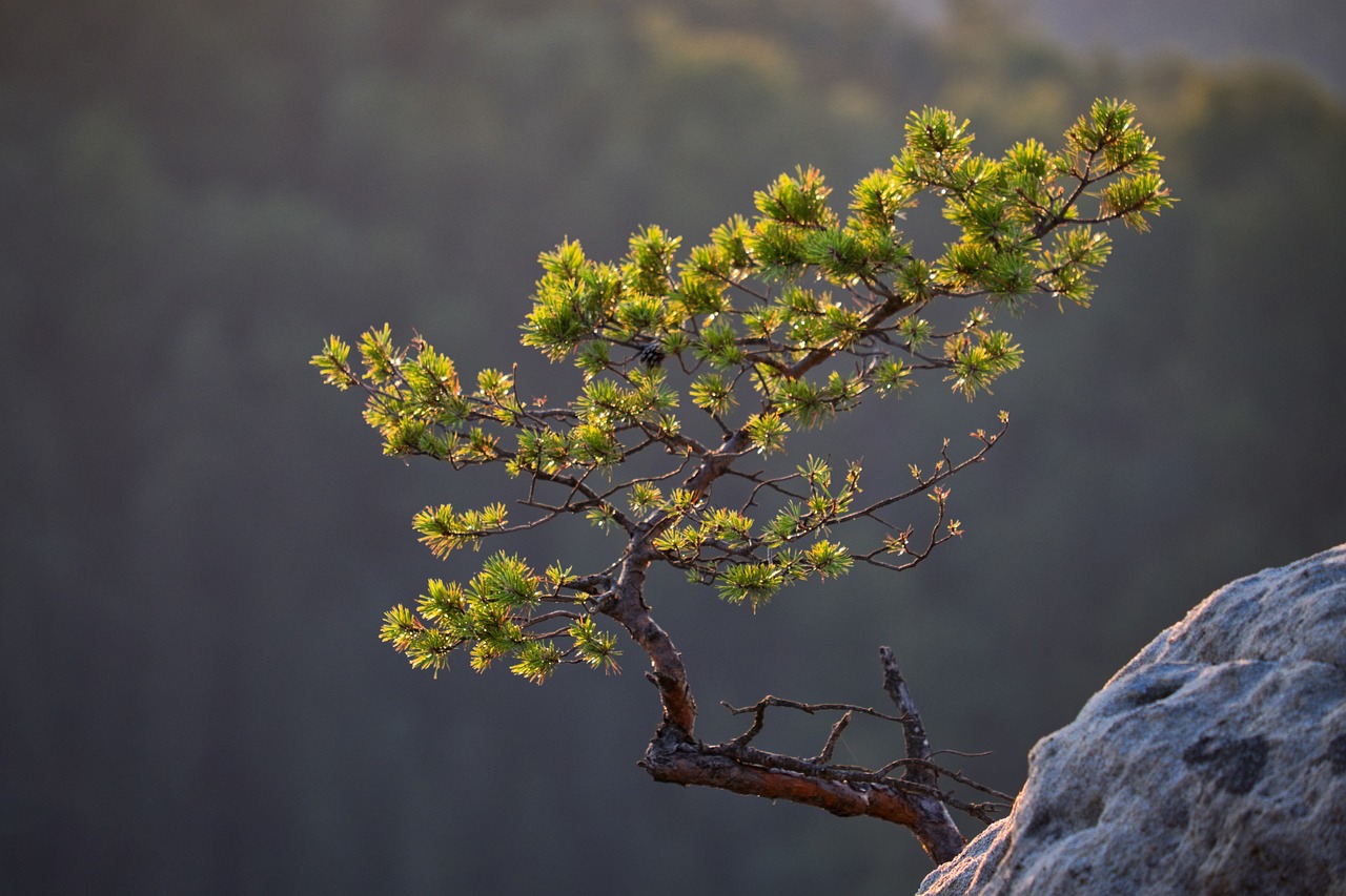 Branche de pin résineux en contre-jour, illustration du gemmage du bois