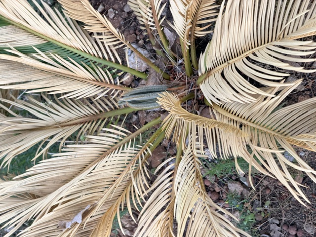 Feuilles desséchées et racornies, effet visuel du manque d'humidité