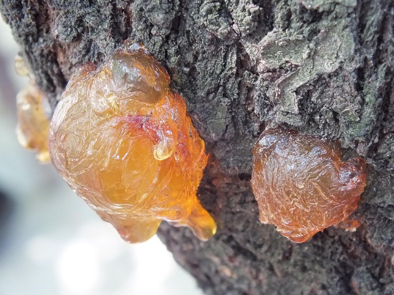 Perles de résine figée sur écorce, cicatrisation naturelle de l’arbre gemmé