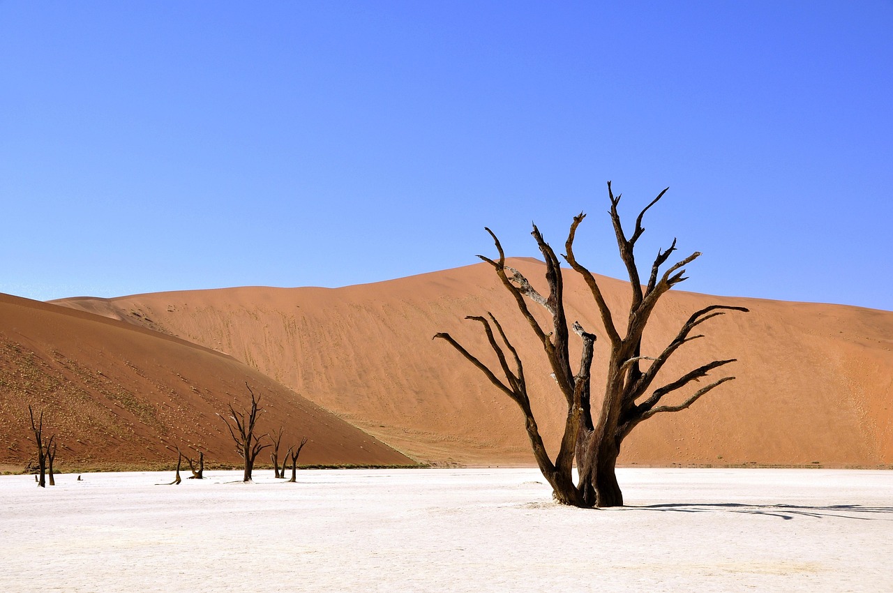 Arbre mort desséché dans un désert, symbole de la sécheresse extrême