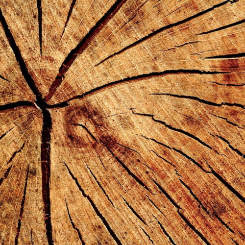 Gros plan sur le veinage d'un parquet Chêne massif riche en tanins