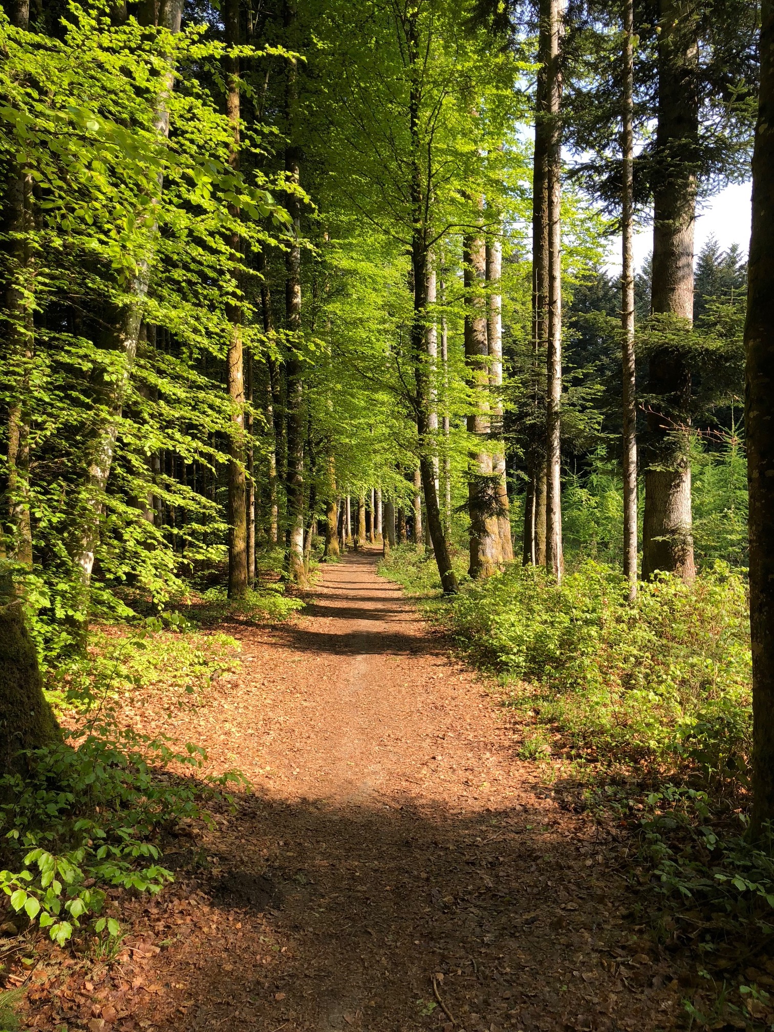 Sous-bois clair après coupe de régénération, renouvellement naturel de la forêt