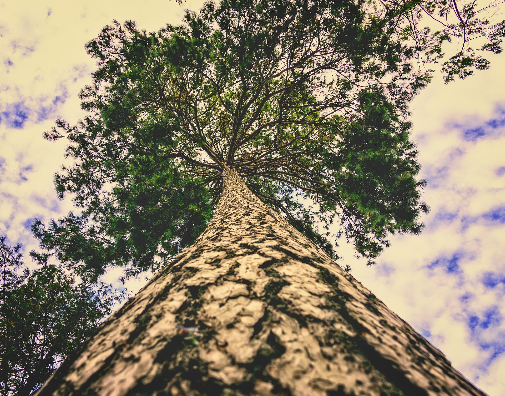 forêt bois écologie puits de carbone