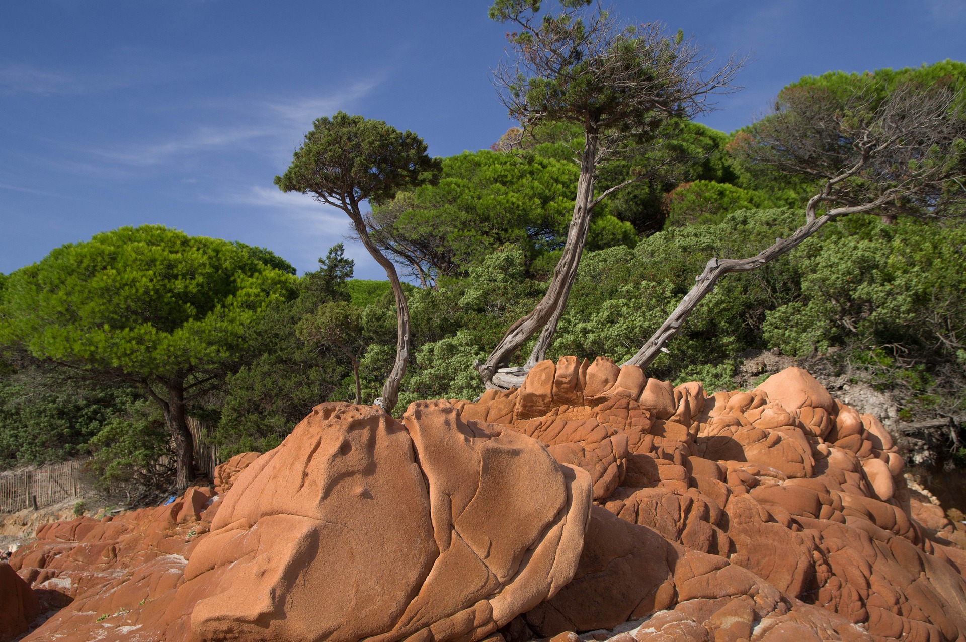 parquet bois écologique matériau durable forêt