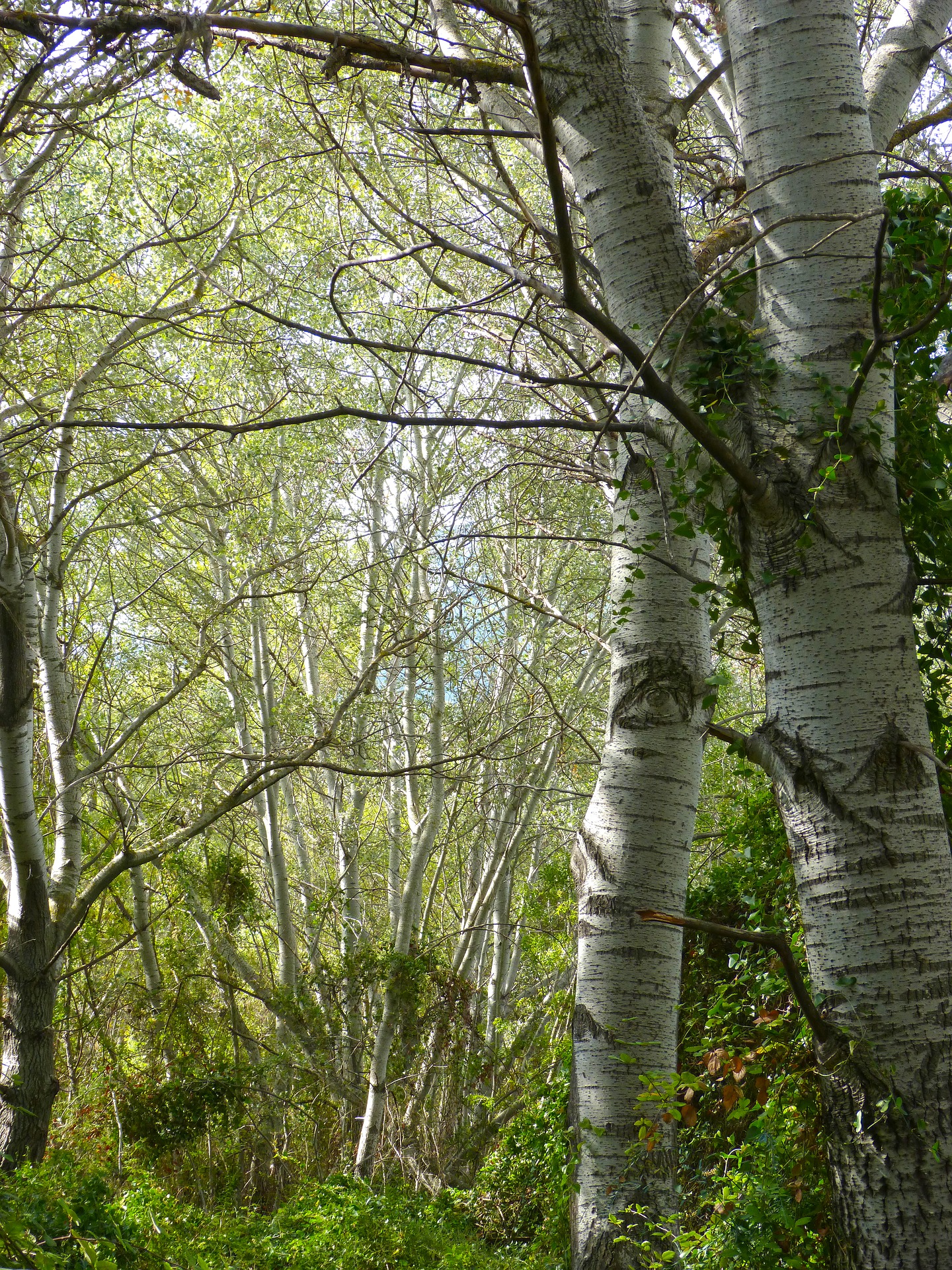 Peuplier blanc en forêt — ambiance nature et éco-responsabilité