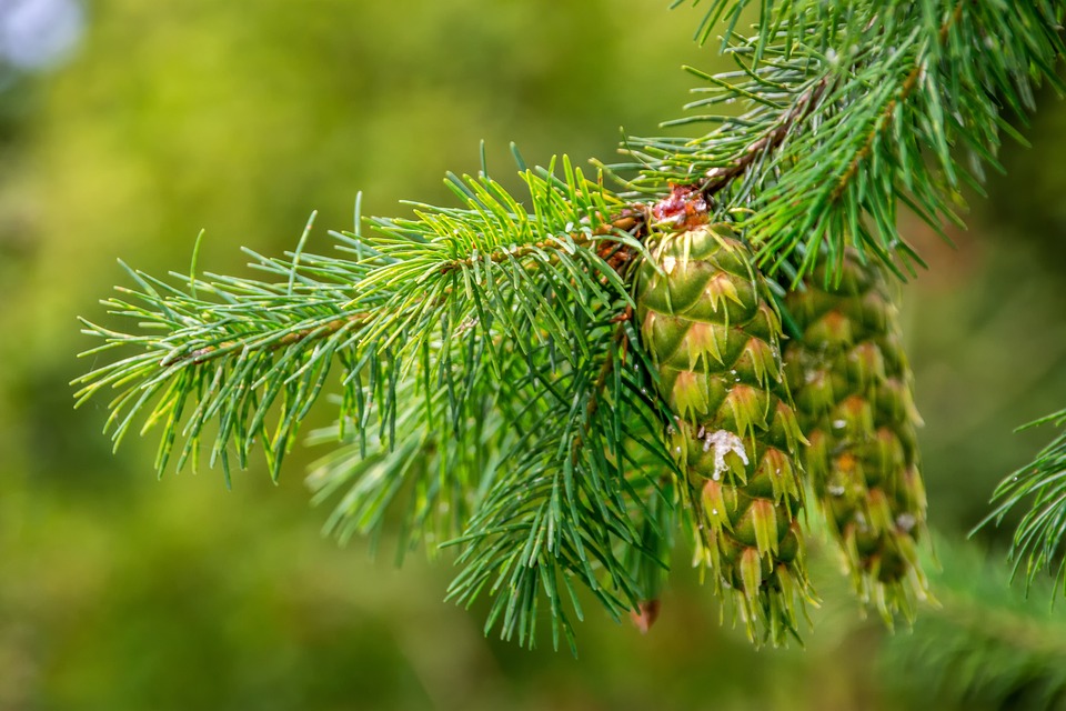 Pin Douglas en forêt — teintes naturelles et veinage expressif