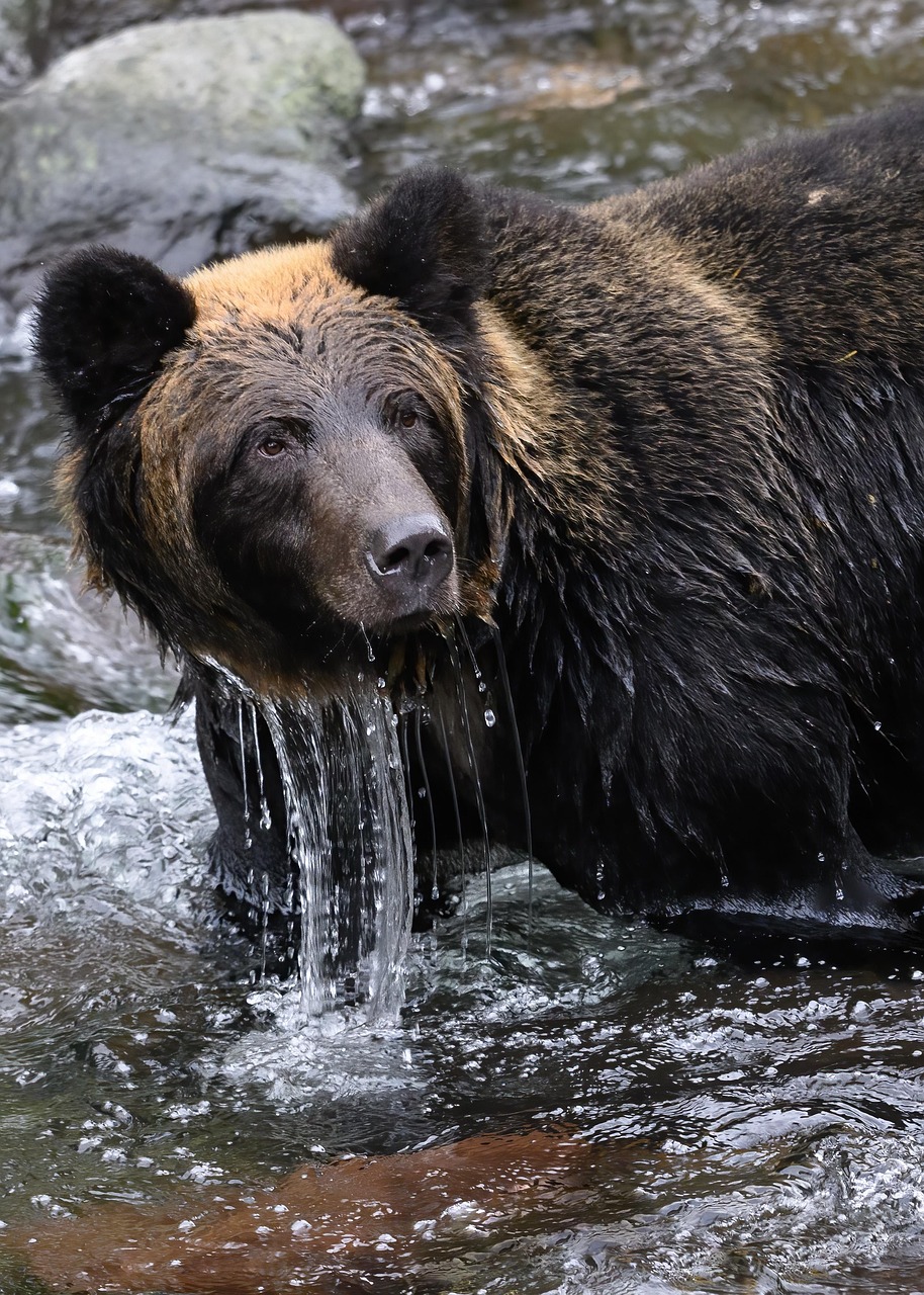 L'ours de la ville de bern
